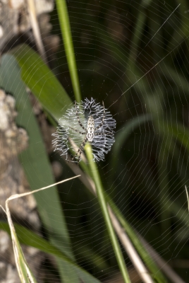 Grass Spider May 2025